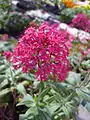 Centranthus ruber f. 'coccineus'