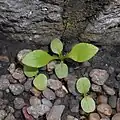 Plantules (jardin botanique de Wroclaw)