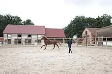 Femme de dos faisant travailler son cheval à la longe dans un carrousel avec une écurie en fond.