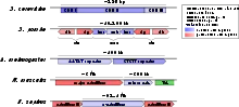 Représentation schématique de la structure de l'ADN centromérique