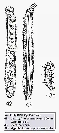 Centrophorella fasciolata