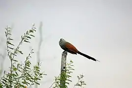 Le Toloho, Centropus toulou