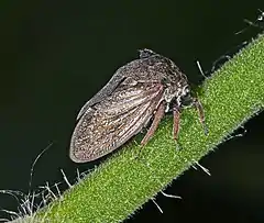 Centrotus cornutus (Centrotinae)