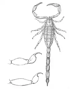 Description de l'image Centruroides insulanus 1894.jpg.