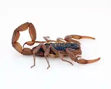 Photo représentant un scorpion.