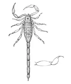 Description de l'image Centruroides testaceus 1894.jpg.