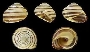 Coquilles d’escargot des bois (Naturkundemuseum Karlsruhe).