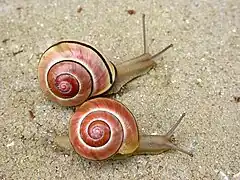 Couple d'escargots des bois.