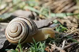 Cepaea vindobonensis