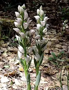 Description de l'image Cephalanthera cucullata - cropped.jpg.