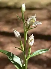 Macrophotographie en couleurs d'une inflorescence montrant des fleurs blanches en bouton ou légèrement ouvertes et des petites feuilles vertes allongées naissant à l'aisselle des tiges au moins aussi longues que les fleurs.