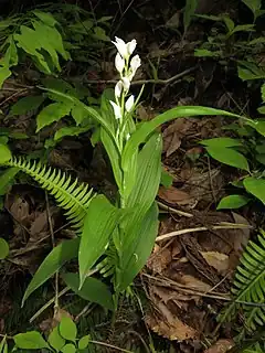 C. longibracteata