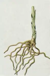 Illustration montrant un rhizome court et des racines brunes longues et fines.