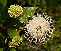 Description de l'image Cephalanthus occidentalis.jpg.