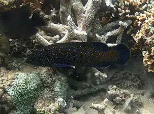 Un mérou céleste (Cephalopholis argus).