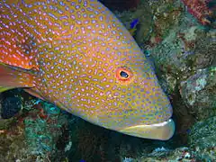 Description de l'image Cephalopholis miniata - Head closeup.JPG.