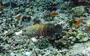 Un mérou à nageoires sombres (Cephalopholis nigripinnis)