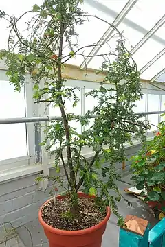 Description de l'image Cephalotaxus oliveri - Lyman Plant House, Smith College - DSC01924.jpg.