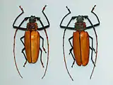 Enoplocerus armillatus à l'Insectarium de Montréal