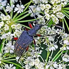 Description de l'image Cerambycidae - Evodinus clathratus.JPG.