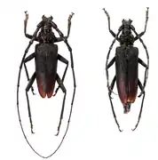 Photographie de deux coléoptères, mâle et femelle, sur une planche de présentation.