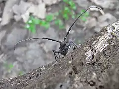 Vue de face d'un insecte aux longues antennes posé sur un tronc.