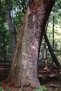 Attaque de Cerambyx cerdo (Cerambycidae) sur un tronc (Allemagne)