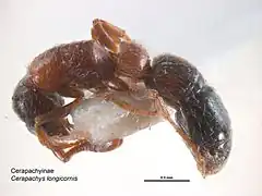 Lioponera longitarsus.