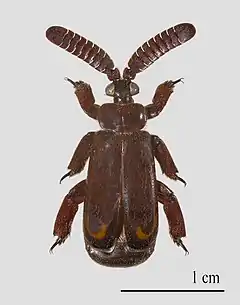 Cerapterus pilipennis - Zambie.