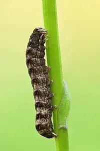 Cerastis rubricosa, des Cerastis, des Noctuidae, de profil