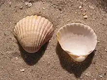 Coquille vide d'une coque, posée sur le sable, une valve présente sa face externe et l'autre à sa droite sa face interne, vide.