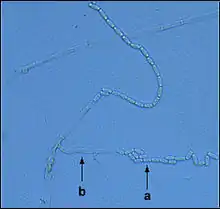 Endoconidie de Ceratocystis fagacearum