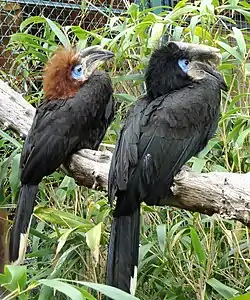 Calao à casque noir (Ceratogymna atrata)