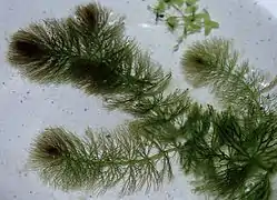Ceratophyllum submersum, de l'orde des Ceratophyllales.