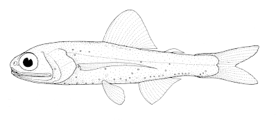 Description de l'image Ceratoscopelus warmingii (Warming's lantern fish).gif.