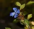 Fleur de Ceratostigma willmottianum