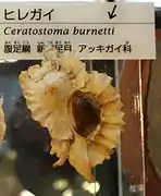 Ceratostoma burnetti.