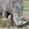 Rhinocéros blanc (Ceratotherium simum, Rhinocerotidae)