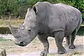 Rhinocéros