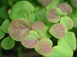 Arbre de katsura