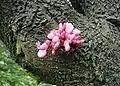 Arbre de Judée en floraison