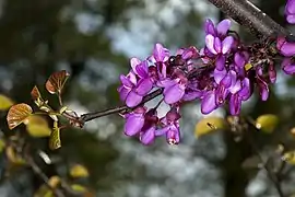 Fleurs, couleur d'origine