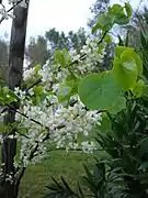 Variété horticole à fleurs blanches