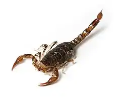 Cercophonius squama, un scorpion