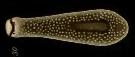 Cercyra hastata (Cercyridae)