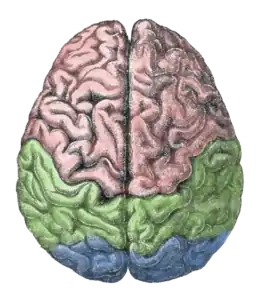 Les 2 hémisphères du cerveau vus de dessus.