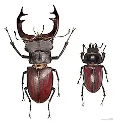 coléoptères mâle et femelle