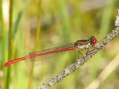 Cériagrion délicat.