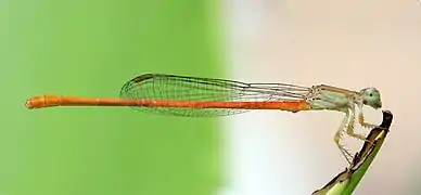 Position de repos, ailes fermées