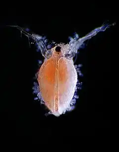 Description de l'image Ceriodaphnia.jpg.